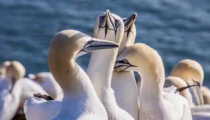 希腊女篮在欧洲锦标赛中力争金牌，续写辉煌传统，希腊女篮直播